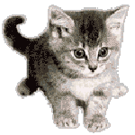 jadore les chat
