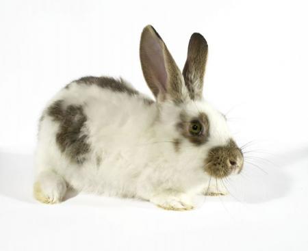 lapin