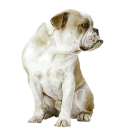 chien