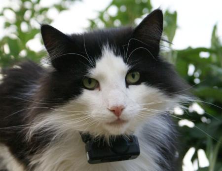 CHAT