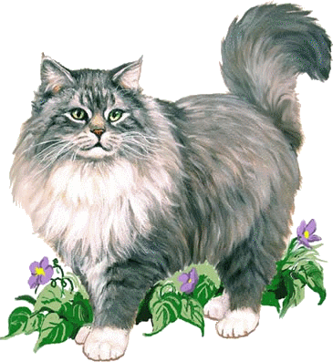 le chat