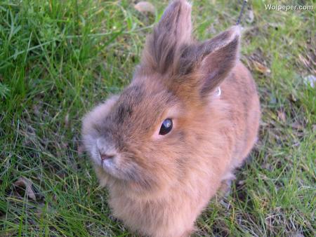 un lapin
