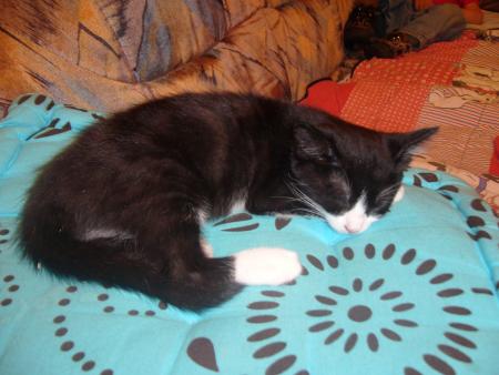 voila mon chat 