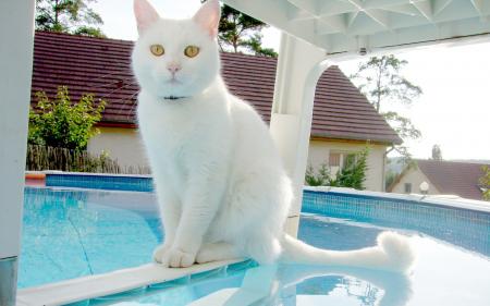 chat blanc