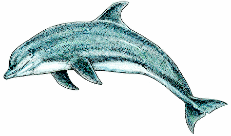 DAUPHIN