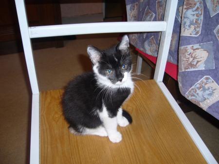 chat