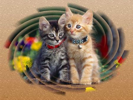 CHAT