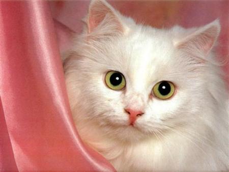 chat