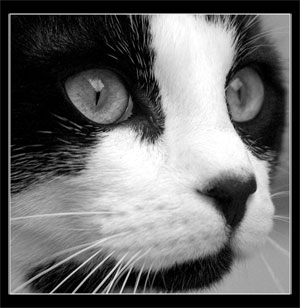 CHAT