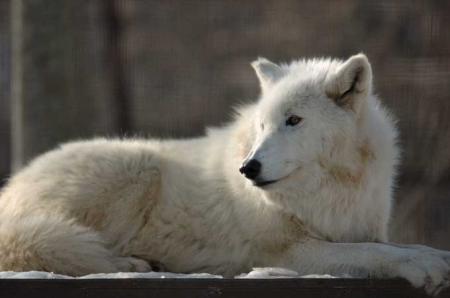 loup