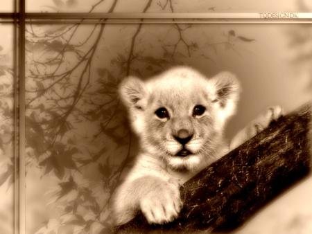 tigre