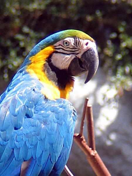 peroquer
