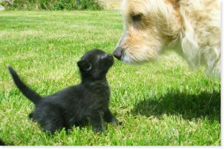 chien et chat