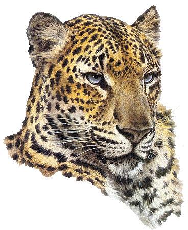 tigre