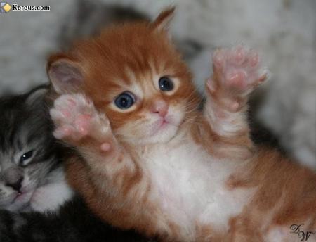 chat