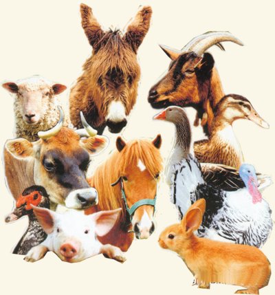 ANIMAUX