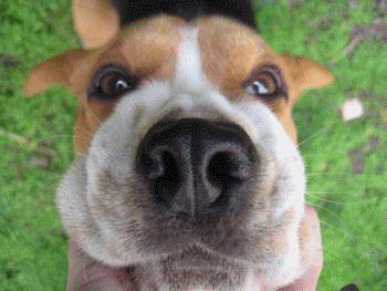 CHIEN