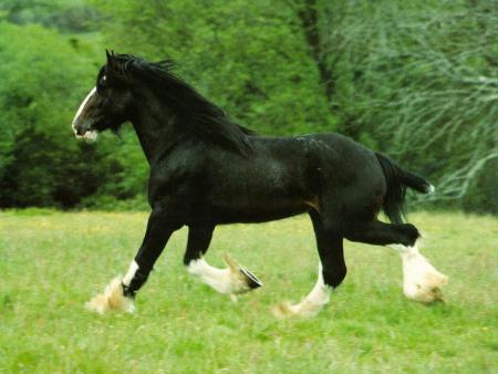 cheval