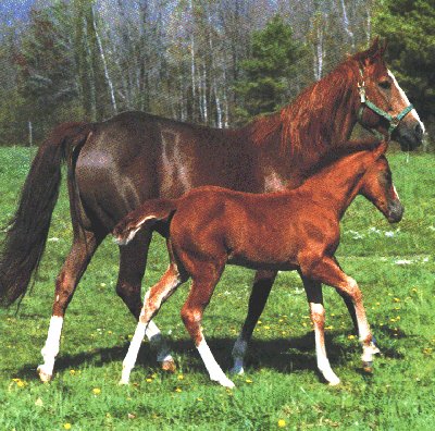chevaux