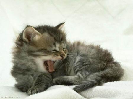 chat