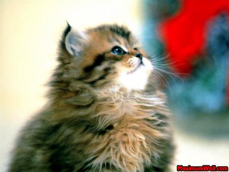 chat