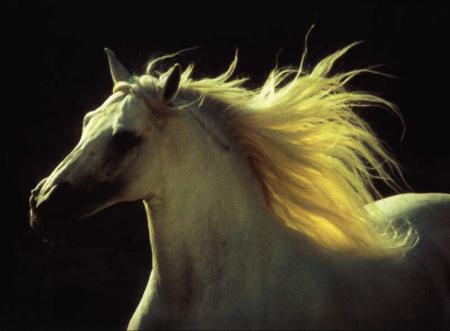 cheval
