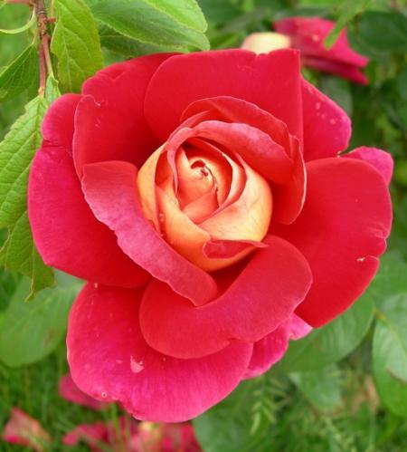 ROSE