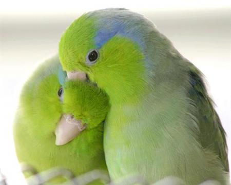 oiseaux