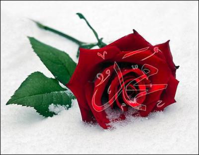 rose